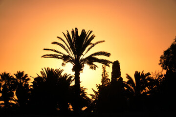 Nature palm tree at sunset. Dawn of the sun and rays through the trees. High quality FullHD footage