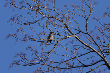 青空と一羽のヒヨドリ