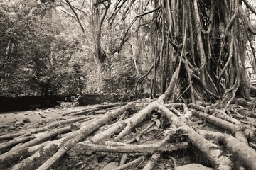 Roots of a tree