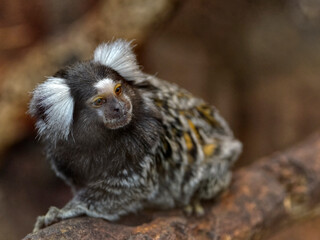 The common marmoset (Callithrix jacchus) also called white-tufted marmoset or white-tufted-ear marmoset is a New World monkey and seated on branch tree