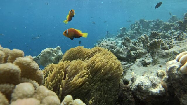 Anemonenfische verstecken sich in einer Prachtanemone	