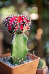 Cactus in little pot on the blurred background, selective focus point.