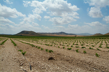 Bodega El Nido, situada en el Valle de la Aragona, muy cerca de la ciudad de Jumilla,