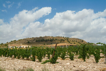 Bodega El Nido, situada en el Valle de la Aragona, muy cerca de la ciudad de Jumilla,