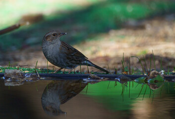 Dunnock reflected in a pond in the woods