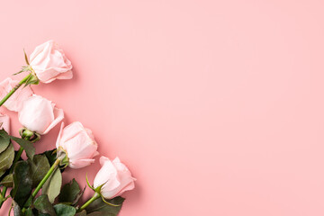 Fototapeta na wymiar Valentine's Day design concept background with pink rose flower on pink background.