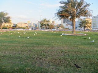 garden with birds 