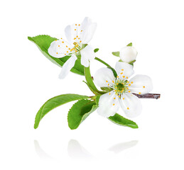 Close up of blooming plum tree branch isolated on white background.