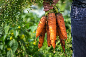 Carrots in the hands of farmers. environmentally friendly crop.