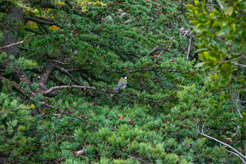 small colorful bird on the branch of a leafy tree