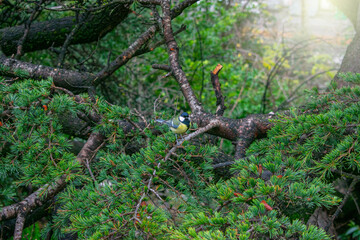 small colorful bird on the branch of a leafy tree