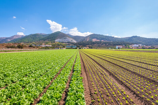 Lettuce plantation lined up on agricultural field in Zafarraya, Andalucia, Spain, Europe