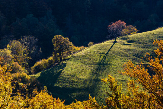 Germany, Baden-Wurttemberg, Wieden, Autumn trees growing on top of hill in Black Forest