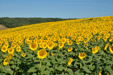 Yellow sunflower (Helianthus annuus) field in blossom