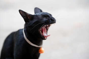 Black cat yawns with its mouth open so wide that teeth and tongue are visible with blurred...