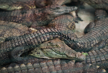 crocodile eyes portrait in the zoo