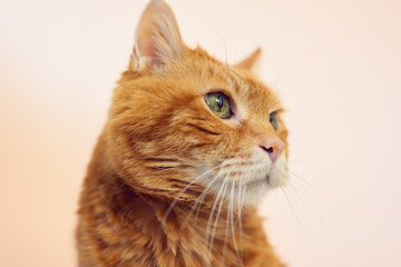 Sleepy old red cat. Selective focus on eyes.