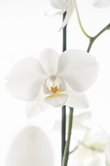 Beautiful white orchid on a white background.