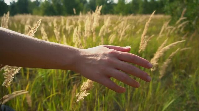 a young girl walks across the field with spikelets passing her hand over them
dramatic scene with a girl in a field in the setting sun
