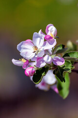 Fototapeta na wymiar White and pink blossoms of apple tree. Blooming branch on a blurred natural background. Close up view, selective focus. Nature and spring or gardening concept