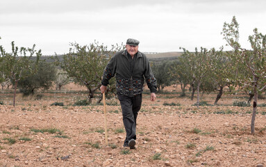 Old farmer is walking with his hoe to work in an almond tree. Concept of agricultural work.