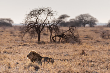Fototapeta na wymiar Impression of a Male Lion - Panthera leo- resting on the plains of Etosha national park, Namibia; catching the early morning sun.