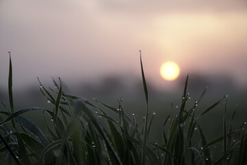 sunrise over gras