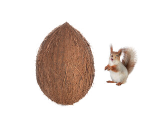 huge coconut and squirrel isolated on white background