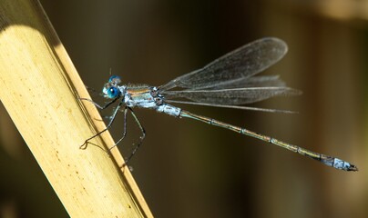 Blue dragonfly Enallagma cyathigerum