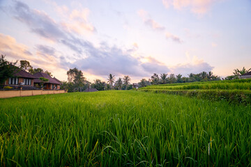 Beautiful landscape with green rice field and houses. Bali, Indonesia.