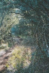 Wicked image of an old decidious trees forest