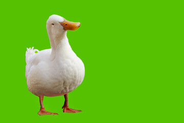 Large white duck looks at the camera with its head tilted