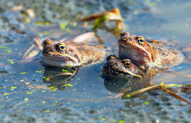 European Common brown Frog with eggs