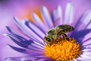 bee or honeybee in Latin Apis Mellifera on blue flower