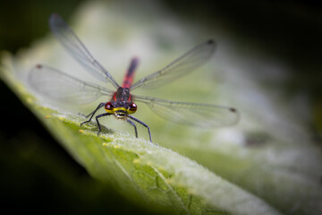 close up of a Large red damselfly.