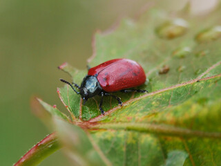 Beetle on the Leaf