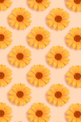 Repetitive pattern made of orange arnica flower heads on a beige background. Springtime layout.