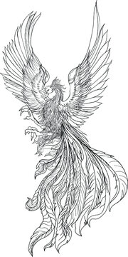 Phoenix Fire bird illustration and character design.Hand drawn Phoenix tattoo Japanese and Chinese style,Legend of the Firebird is Russian fairy tales and it is creature from Slavic folklore.