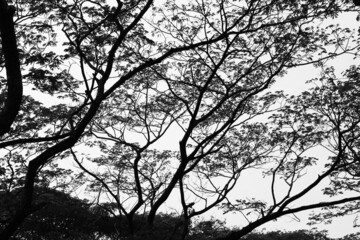 Silhouette twigs and branches in the forest.