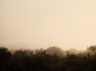 Fototapeta na wymiar Kudu's in morning mist