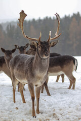 Impressive Fallow Deer Buck in the Snow