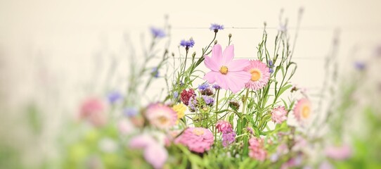 Pastel wildflower nature background - summer greeting card 