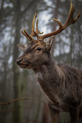 Close-Up Portrait of impressive Fallow Deer Buck