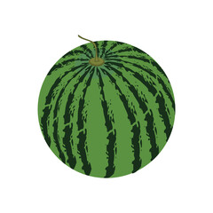 Vector illustration of a watermelon isolated on a white background.
