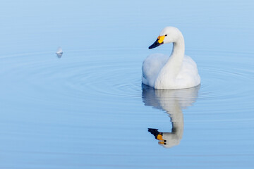 A single Bewick Swan and its reflection in the sky blue coloured lake.