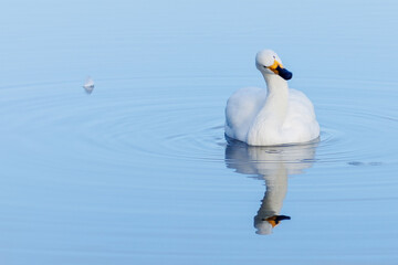 A single Bewick Swan and its reflection in the sky blue coloured lake. - obrazy, fototapety, plakaty