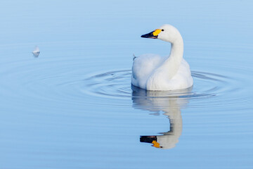 A single Bewick Swan and its reflection looking across the sky blue coloured lake.