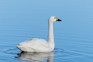 A single Bewick Swan swims gracefully on a sky blue coloured lake.