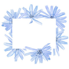 Chicory blue-lilac flower frame isolated on white background. Watercolor hand drawing illustration for herbal card. Copy space.