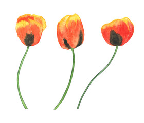 Watercolor red poppy flower set isolated on white background. Hand drawing illustration. Perfect for botanical design, floral pattern, print.